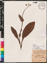 Cynoglossum virginianum image