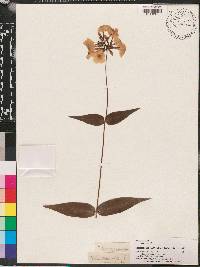 Phlox maculata image