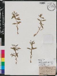 Melampyrum lineare image