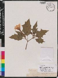 Datura stramonium image