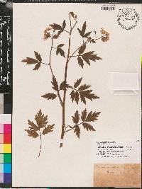 Phacelia bipinnatifida image