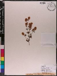 Trifolium arvense image