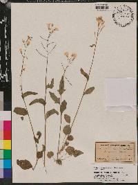 Cardamine bulbosa image