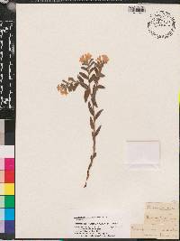 Lithospermum canescens image