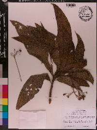 Rhytidophyllum auriculatum image