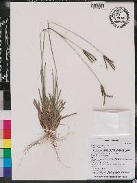 Eustachys petraea image