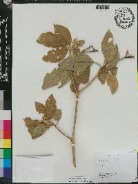 Solanum donianum image