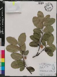 Drypetes diversifolia image