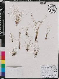 Eleocharis geniculata image