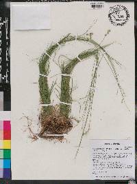 Carex texensis image