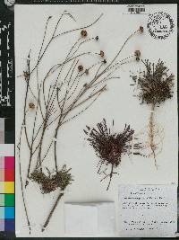 Balduina angustifolia image