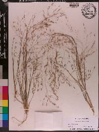 Eragrostis elliottii image