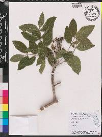 Zanthoxylum flavum image