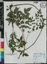 Aralia spinosa image