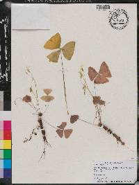 Oxalis triangularis image