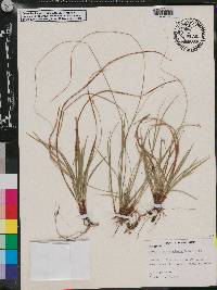 Carex nigromarginata image