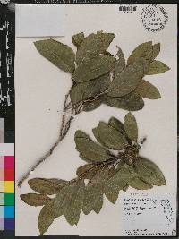 Drypetes diversifolia image