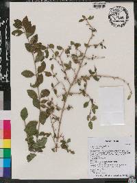 Ligustrum sinense image