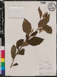 Solanum subinerme image