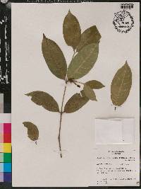 Tabernaemontana disticha image