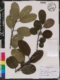 Ilex latifolia image