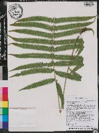 Thelypteris kunthii image