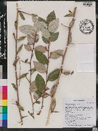 Elaeagnus pungens image