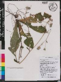 Elephantopus tomentosus image