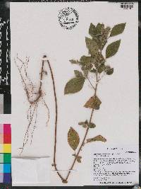 Acalypha arvensis image