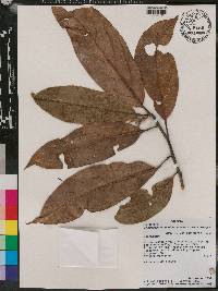 Rhodostemonodaphne grandis image