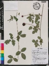 Rubus flagellaris image