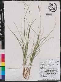 Carex texensis image