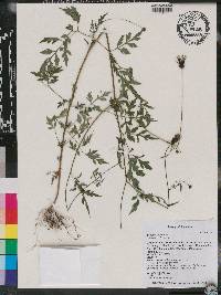 Bidens bipinnata image