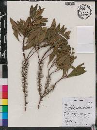 Myrica cerifera image