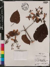 Stigmaphyllon convolvulifolium image