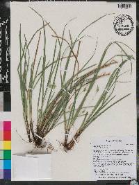 Carex basiantha image