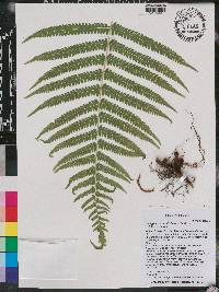 Thelypteris kunthii image