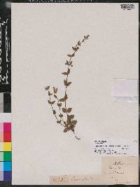 Scutellaria parvula image