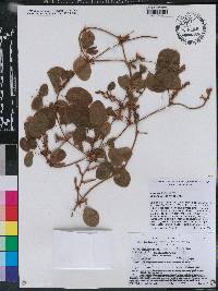 Shuteria involucrata image