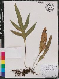 Microsorum grossum image