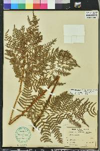 Pteridium aquilinum subsp. pseudocaudatum image