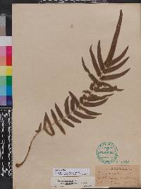 Pteris longifolia image