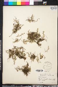 Selaginella wallacei image