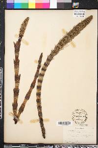 Equisetum telmateia image