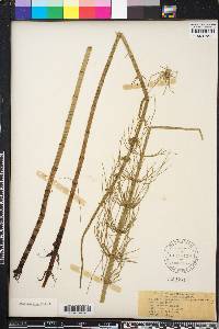 Equisetum fluviatile image