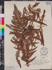 Dryopteris ludoviciana image