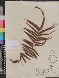 Pteris vittata image