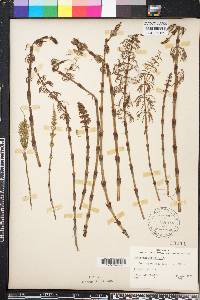 Equisetum sylvaticum image