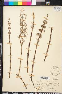 Equisetum sylvaticum image