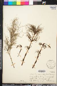 Equisetum sylvaticum image